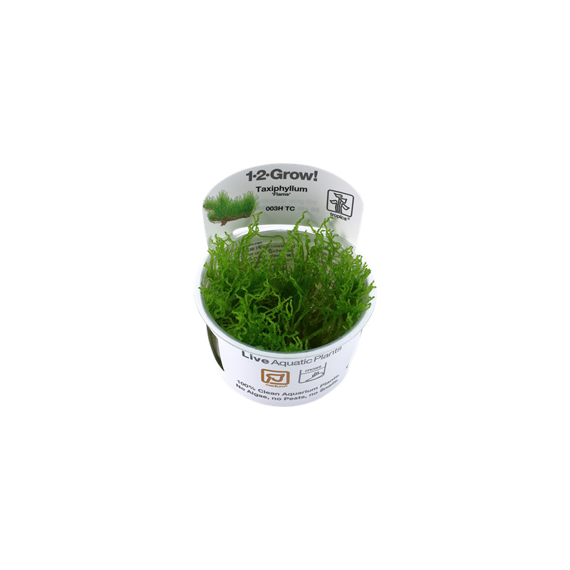 Tropica Taxiphyllum 'Flame' 1-2 Grow!