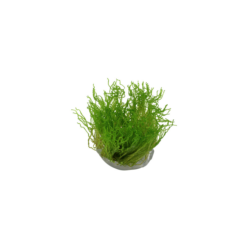 Tropica Taxiphyllum 'Flame' 1-2 Grow!
