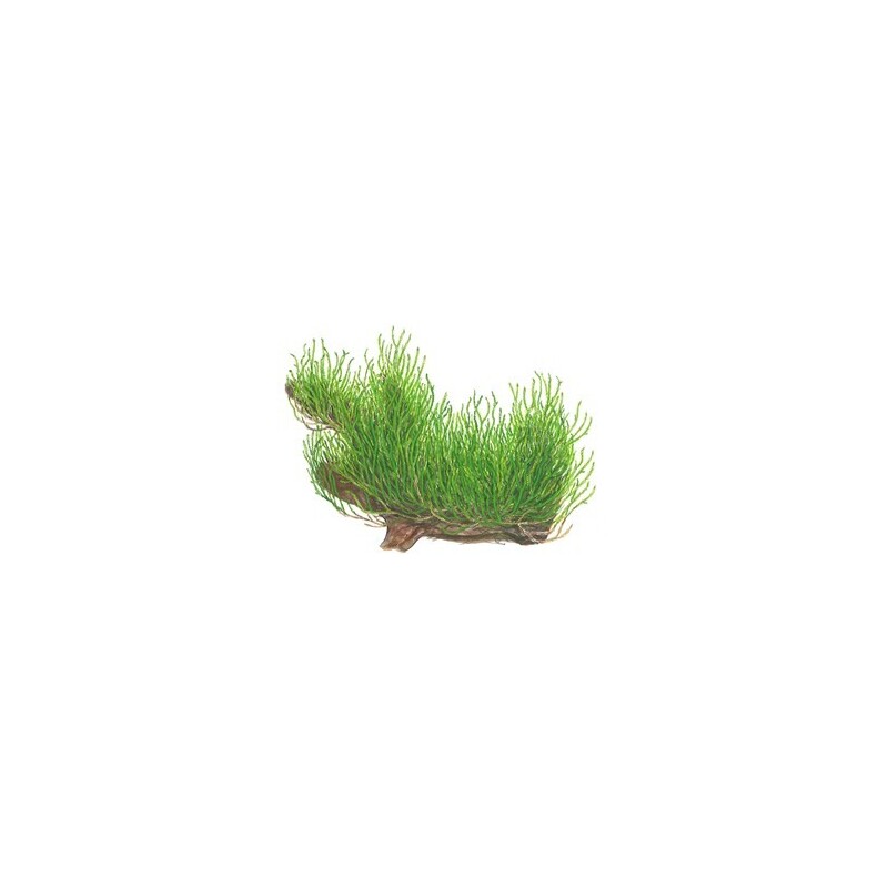 Tropica Taxiphyllum 'Flame' 1-2 Grow!
