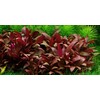 Tropica Alternanthera reineckii 'Mini' 1-2-Grow!