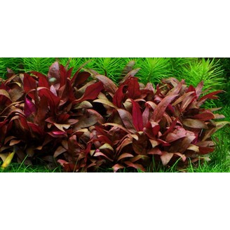 Tropica Alternanthera reineckii 'Mini' 1-2-Grow!