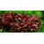 Tropica Alternanthera reineckii 'Mini' 1-2-Grow!