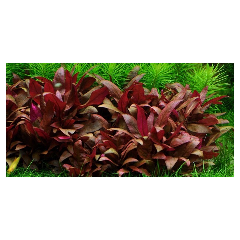 Tropica Alternanthera reineckii 'Mini' 1-2-Grow!