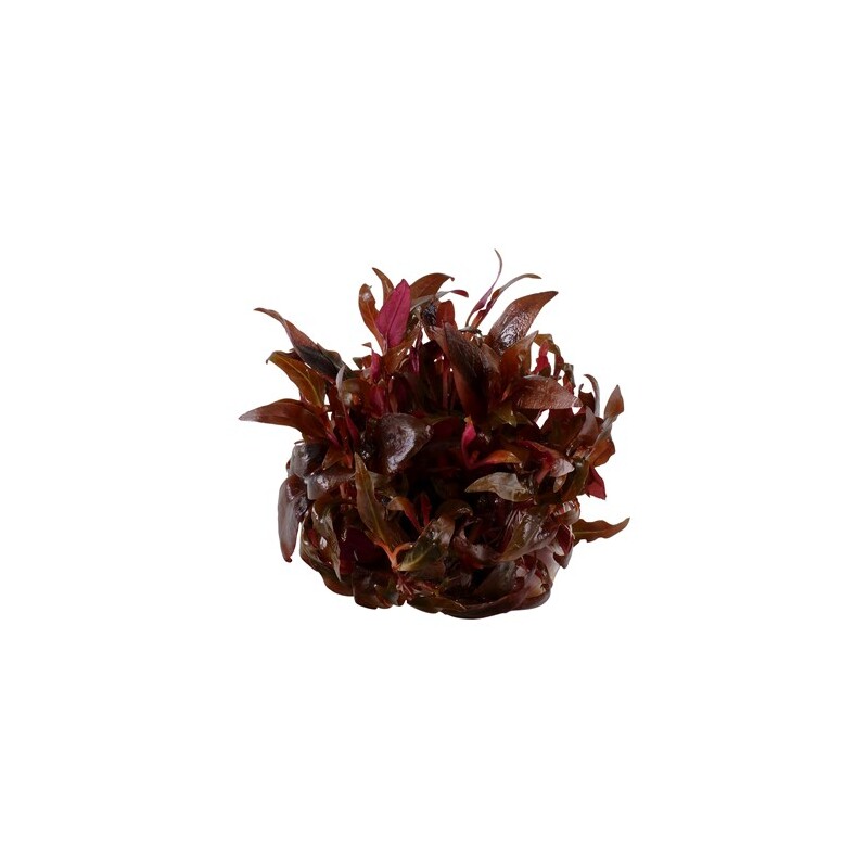 Tropica Alternanthera reineckii 'Mini' 1-2-Grow!