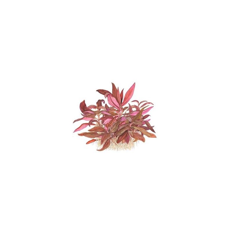 Tropica Alternanthera reineckii 'Mini' 1-2-Grow!