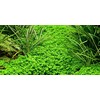 Tropica Micranthemum callitrichoides Cuba 1-2 Grow!