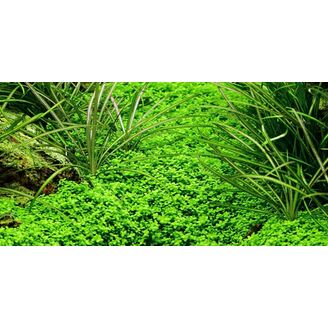 Tropica Micranthemum callitrichoides Cuba 1-2 Grow!