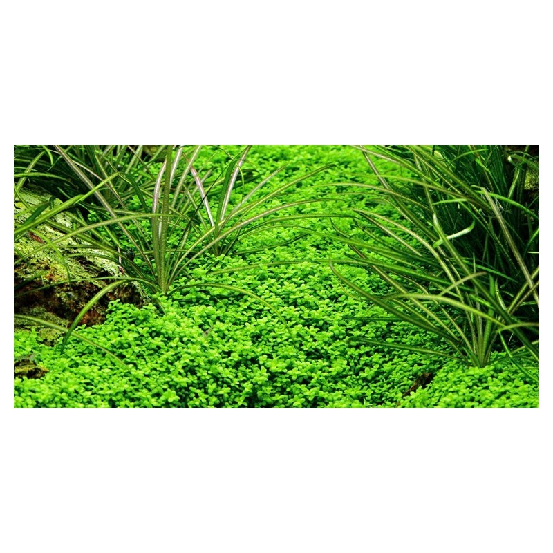 Tropica Micranthemum callitrichoides Cuba 1-2 Grow!