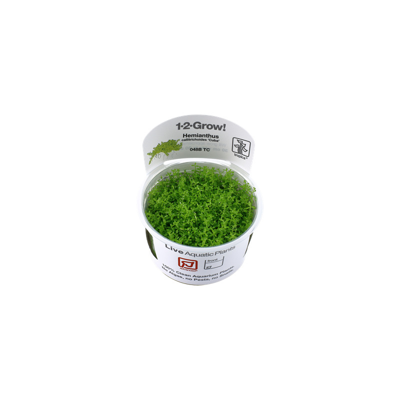 Tropica Micranthemum callitrichoides Cuba 1-2 Grow!