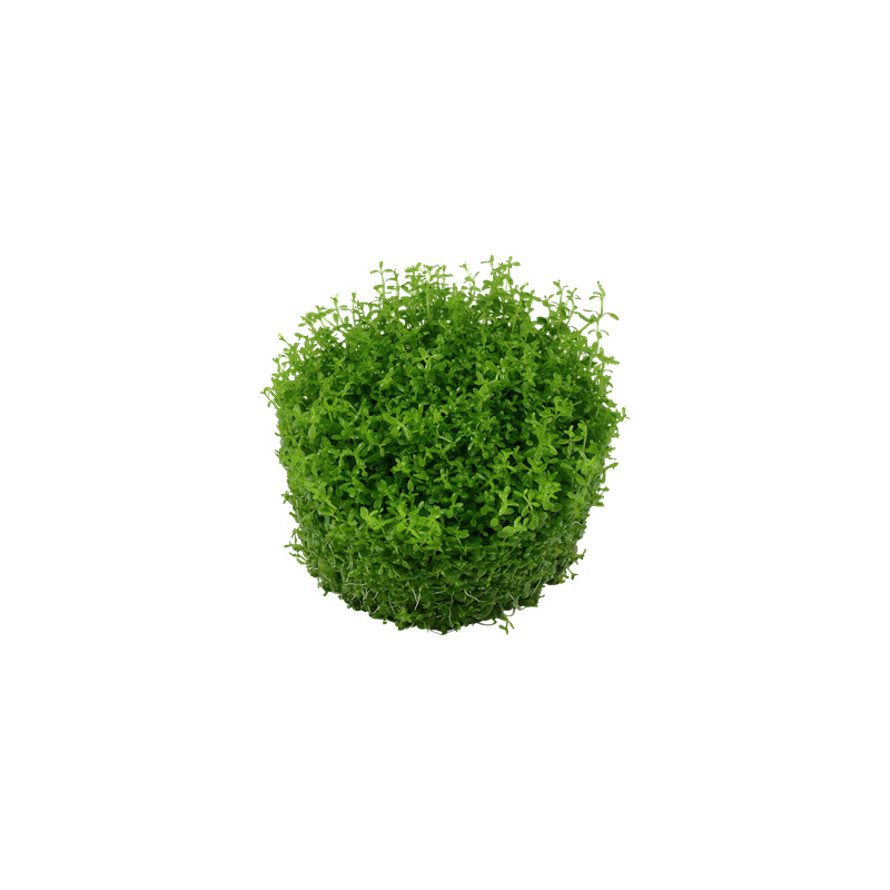 Tropica Micranthemum callitrichoides Cuba 1-2 Grow!