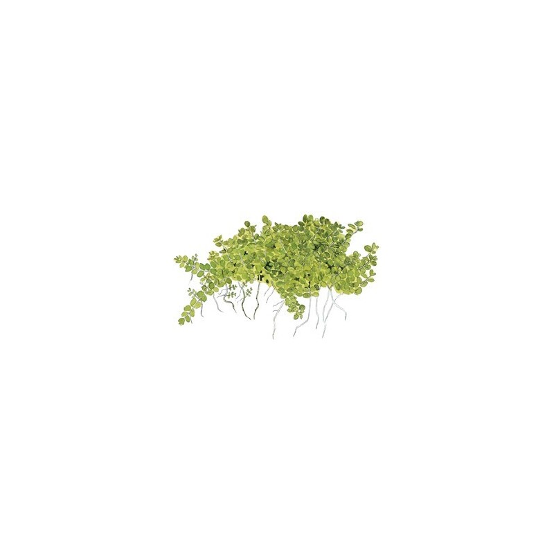 Tropica Micranthemum callitrichoides Cuba 1-2 Grow!