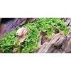 Tropica Micranthemum Monte Carlo 1-2 Grow!