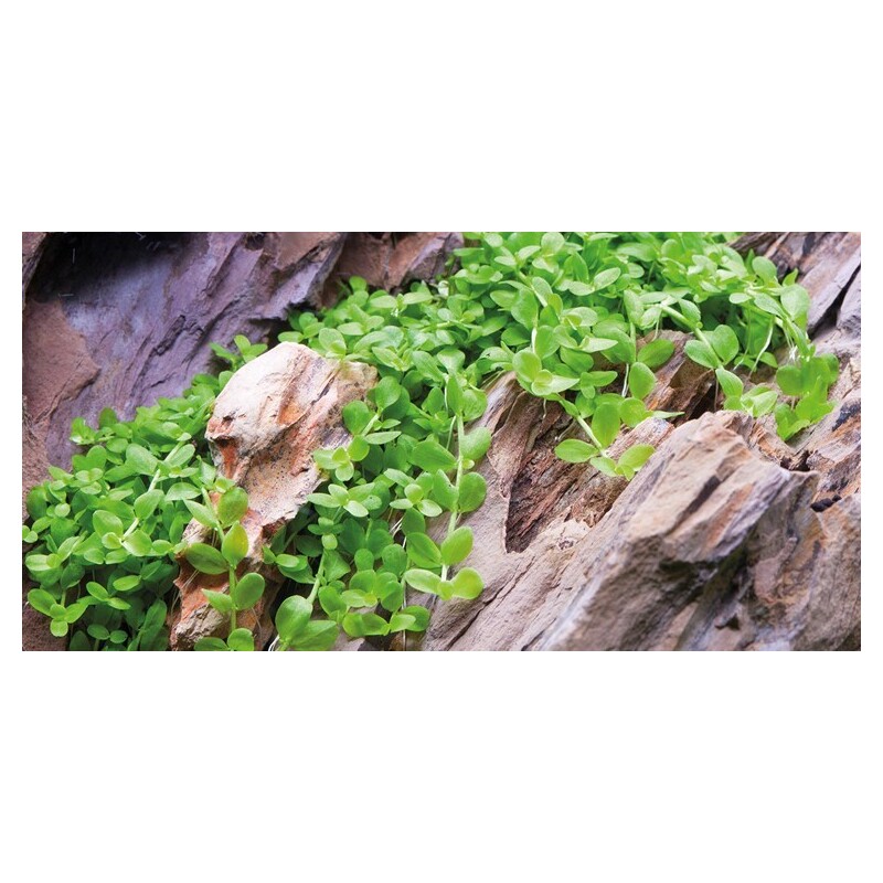 Tropica Micranthemum Monte Carlo 1-2 Grow!