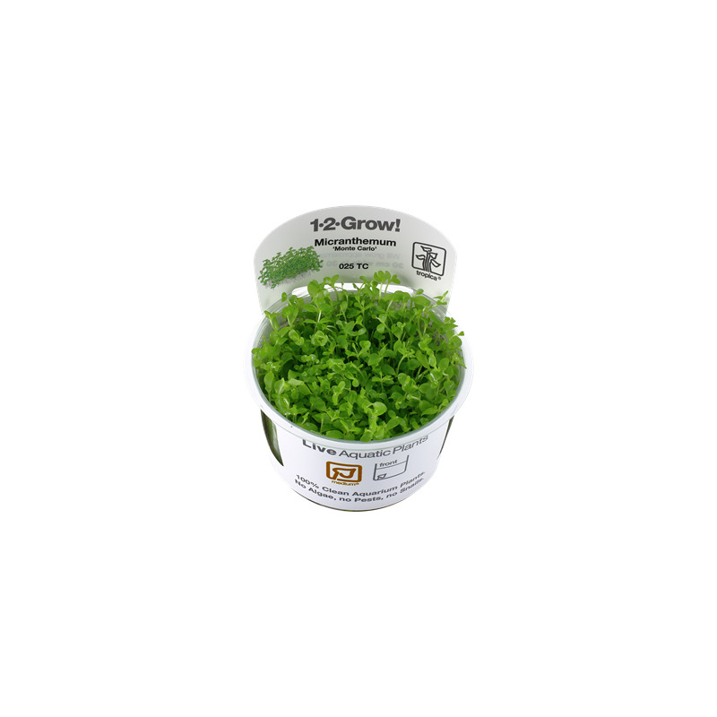 Tropica Micranthemum Monte Carlo 1-2 Grow!