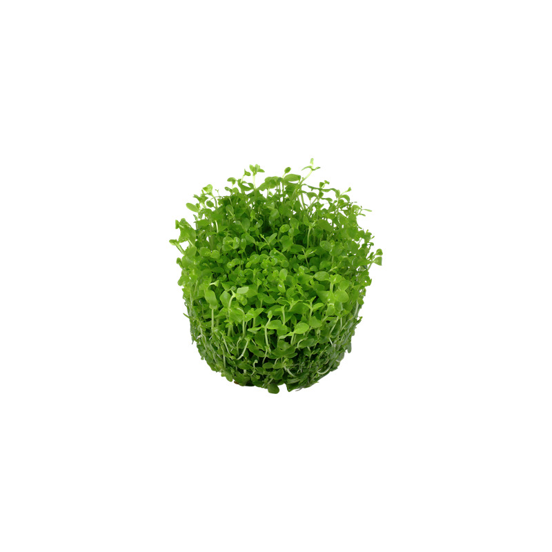 Tropica Micranthemum Monte Carlo 1-2 Grow!