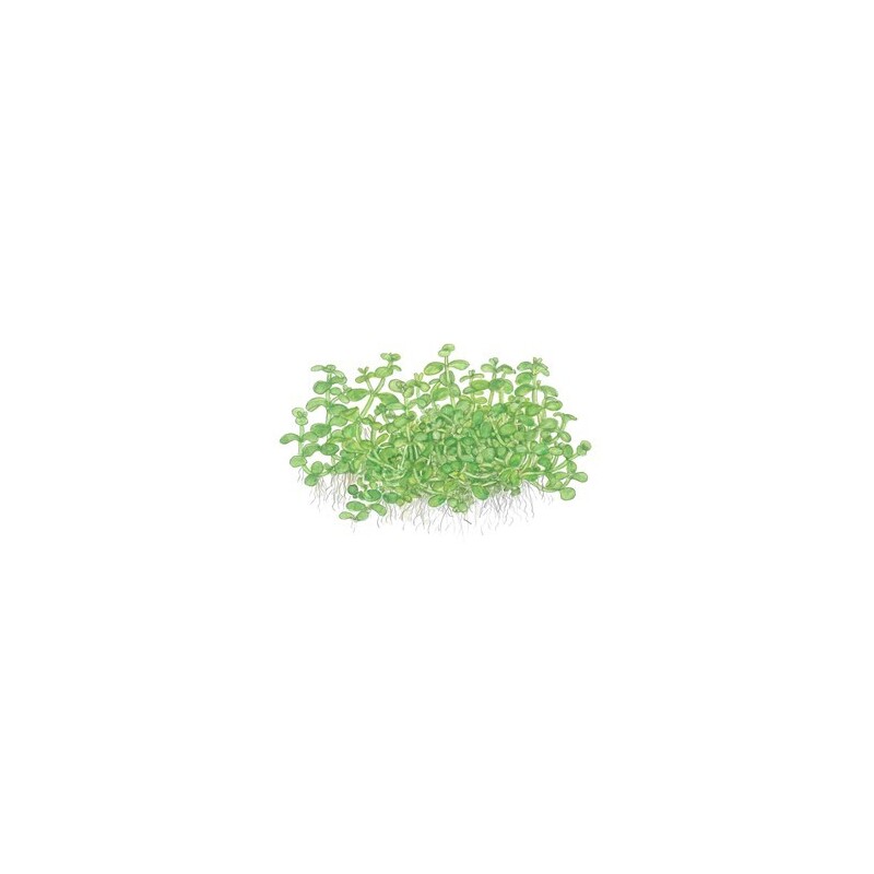 Tropica Micranthemum Monte Carlo 1-2 Grow!