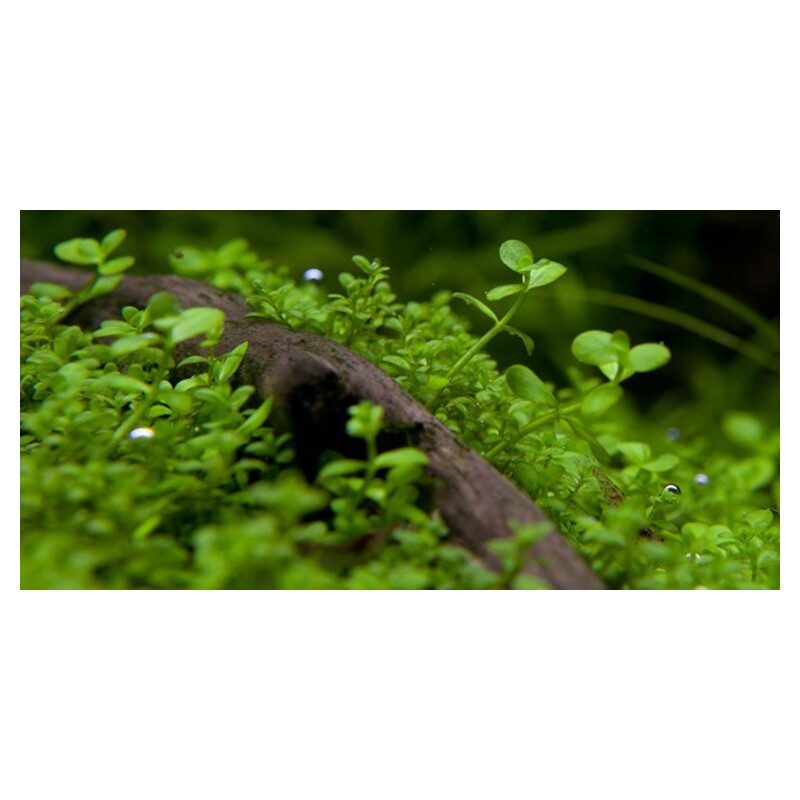 Tropica Micranthemum Monte Carlo 1-2 Grow!