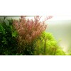 Rotala rotundifolia v blistru