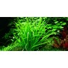 Tropica Helanthium tenellum 'Green' 1-2 Grow!