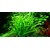Tropica Helanthium tenellum 'Green' 1-2 Grow!