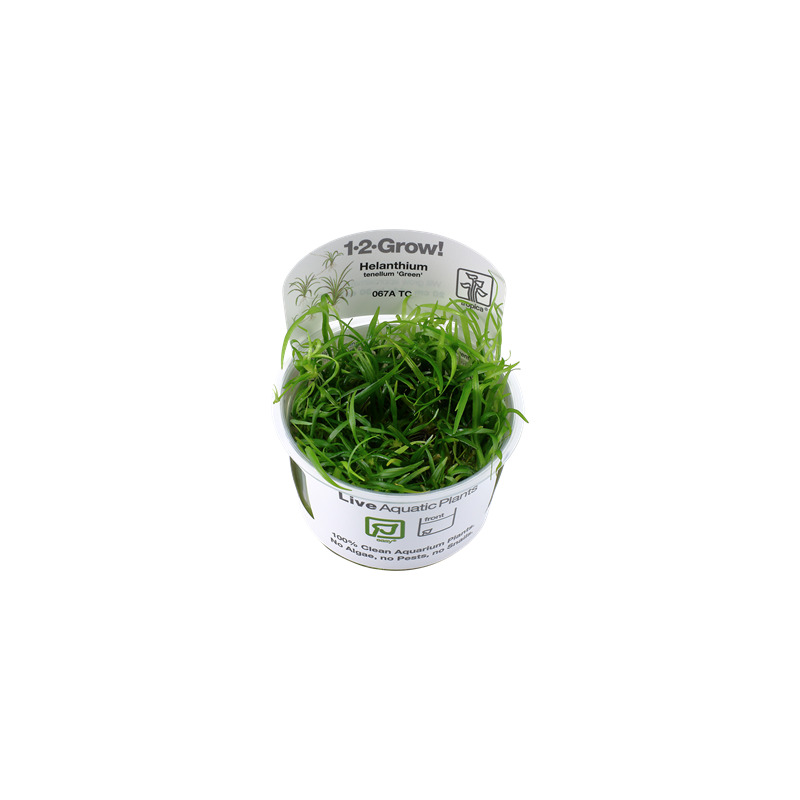 Tropica Helanthium tenellum 'Green' 1-2 Grow!