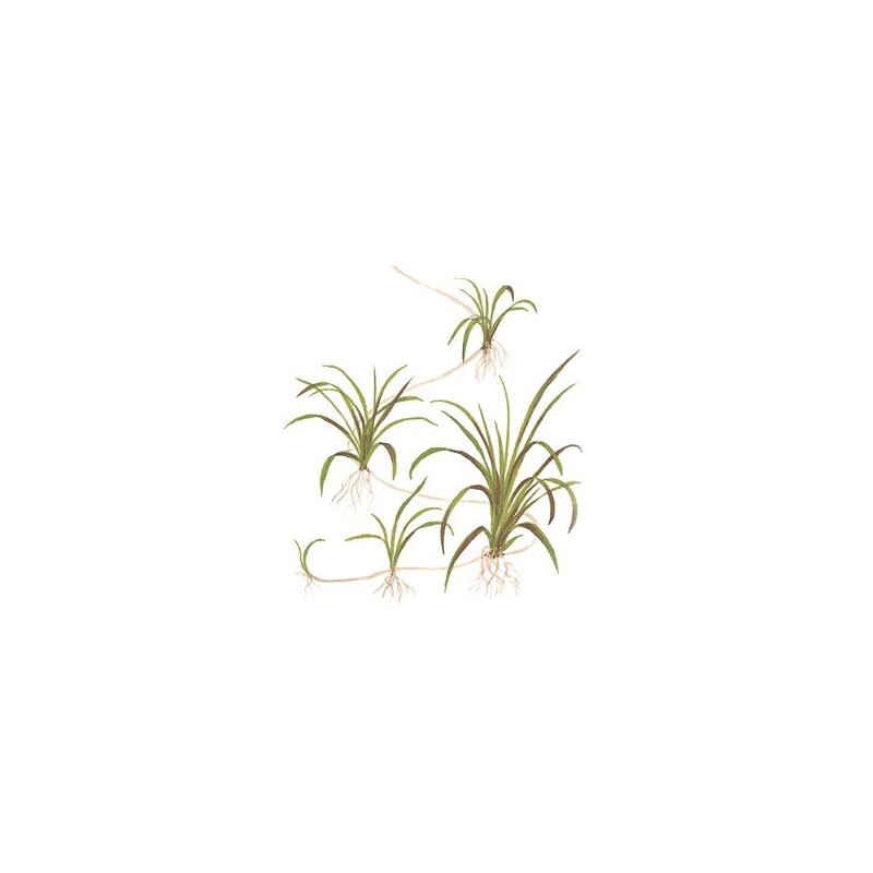 Tropica Helanthium tenellum 'Green' 1-2 Grow!
