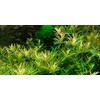 Tropica Rotala rotundifolia 'H'ra' 1-2 Grow!