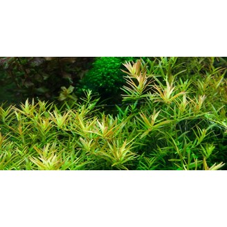 Tropica Rotala rotundifolia 'H'ra' 1-2 Grow!