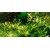 Tropica Rotala rotundifolia 'H'ra' 1-2 Grow!