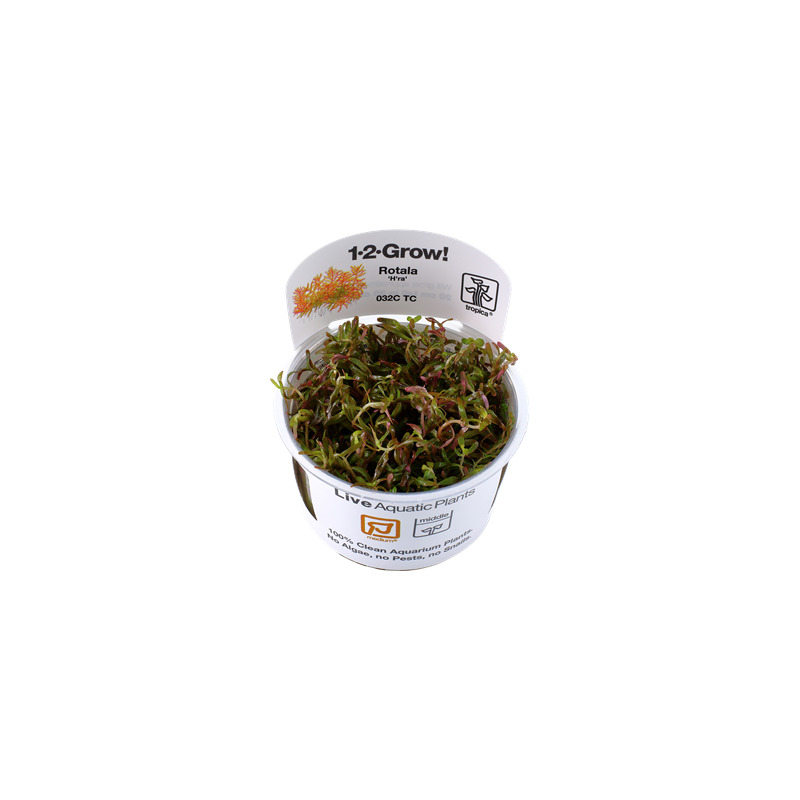 Tropica Rotala rotundifolia 'H'ra' 1-2 Grow!