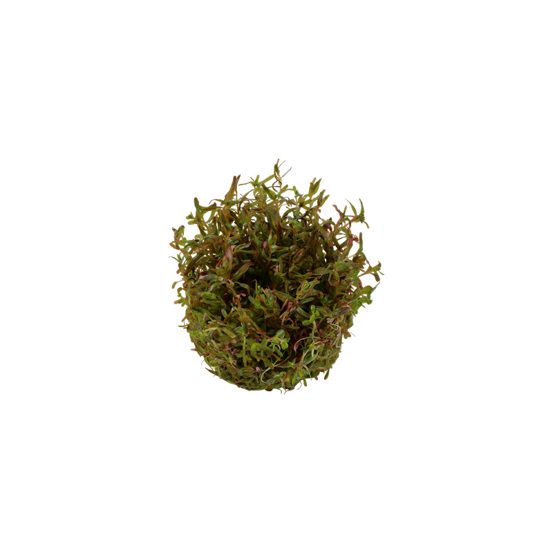 Tropica Rotala rotundifolia 'H'ra' 1-2 Grow!