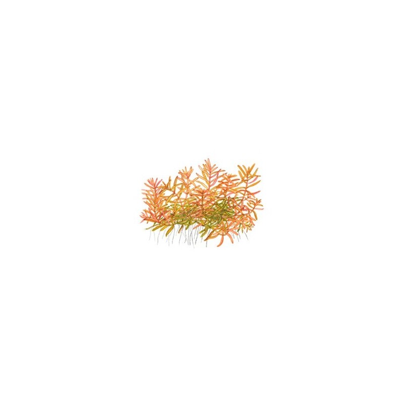 Tropica Rotala rotundifolia 'H'ra' 1-2 Grow!