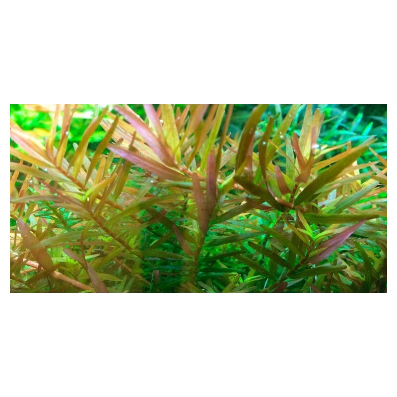 Tropica Rotala rotundifolia 'H'ra' 1-2 Grow!
