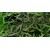 Tropica Hygrophila 'Araguaia' 1-2 Grow!