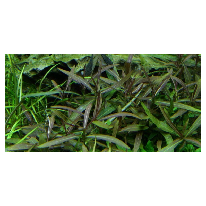 Tropica Hygrophila 'Araguaia' 1-2 Grow!
