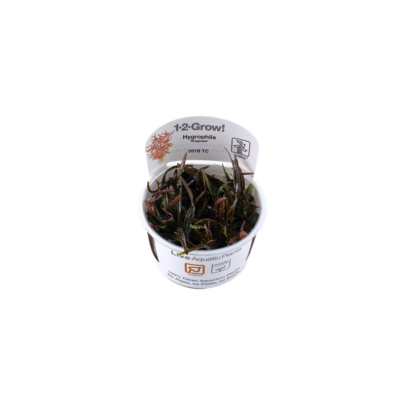 Tropica Hygrophila 'Araguaia' 1-2 Grow!