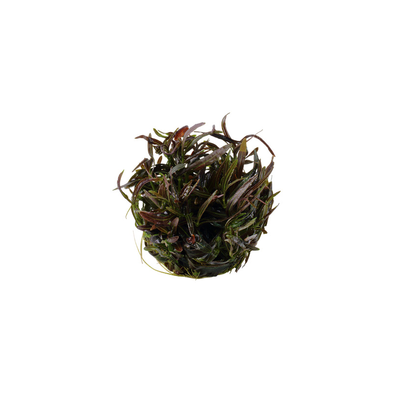 Tropica Hygrophila 'Araguaia' 1-2 Grow!