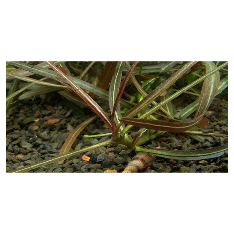 Tropica Hygrophila 'Araguaia' 1-2 Grow!