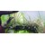 Tropica Hygrophila pinnatifida 1-2 Grow!