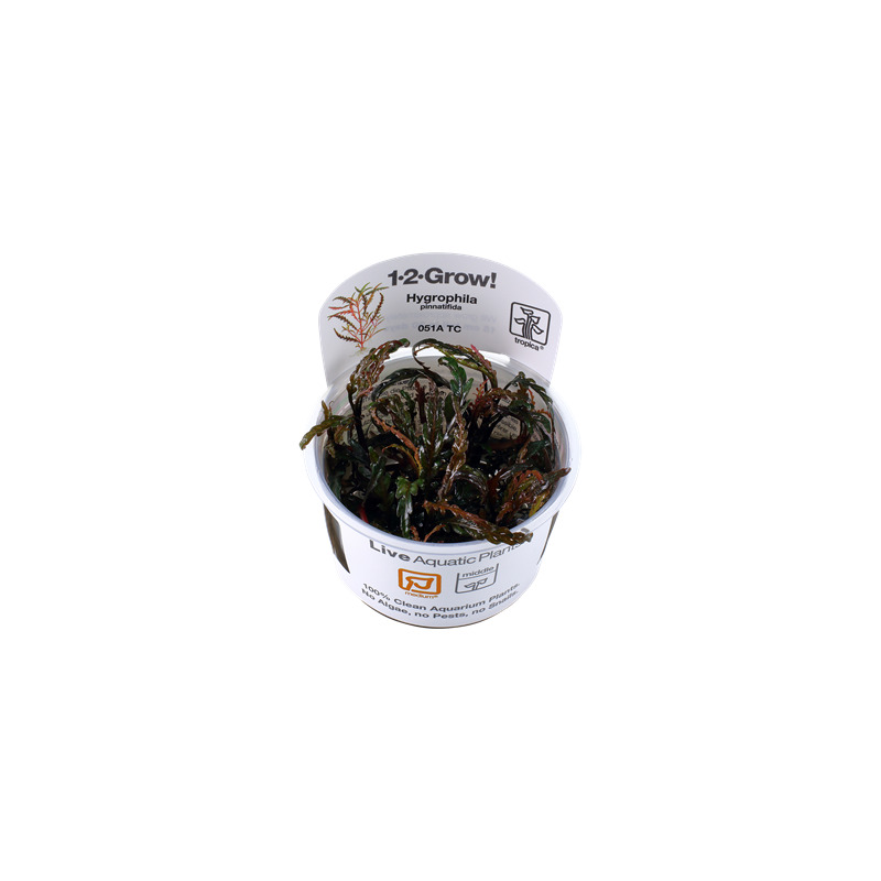 Tropica Hygrophila pinnatifida 1-2 Grow!