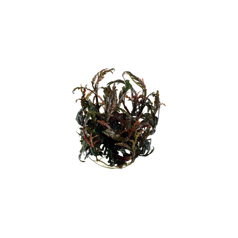 Tropica Hygrophila pinnatifida 1-2 Grow!
