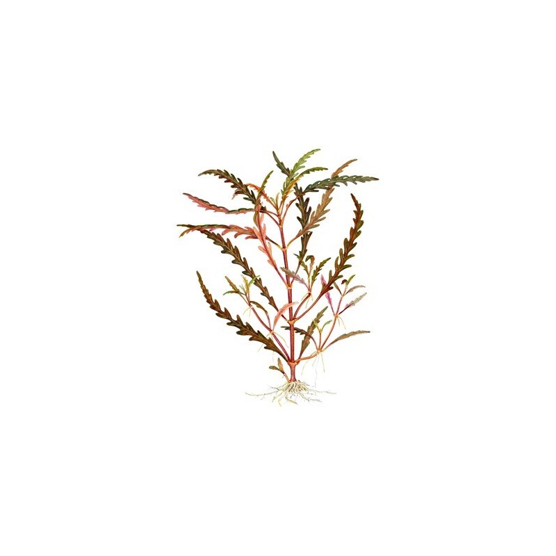 Tropica Hygrophila pinnatifida 1-2 Grow!