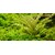 Tropica Pogostemon helferi 1-2 Grow!