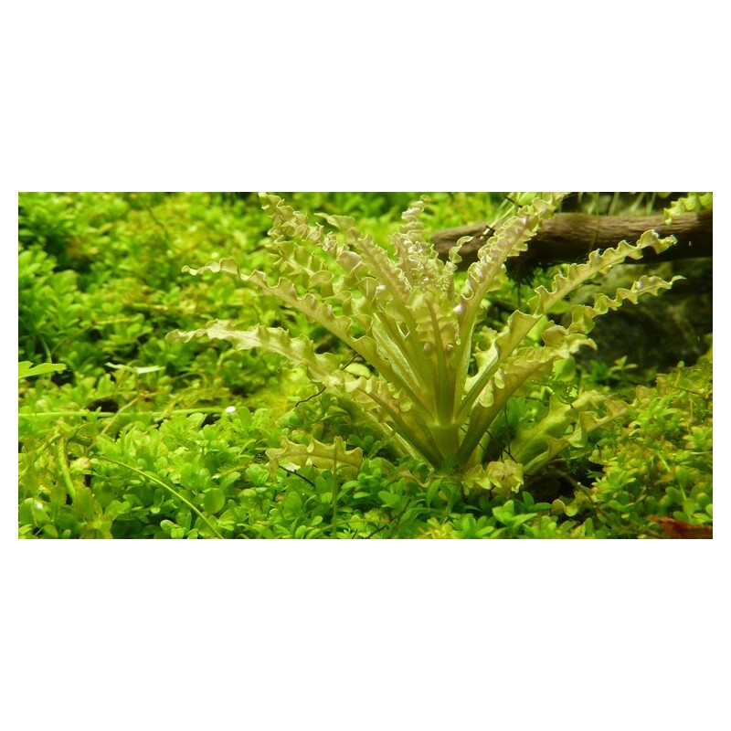 Tropica Pogostemon helferi 1-2 Grow!