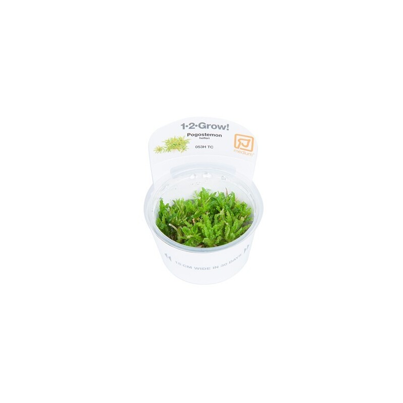 Tropica Pogostemon helferi 1-2 Grow!