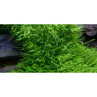 Tropica Utricularia graminifolia 1-2 Grow!