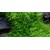 Tropica Utricularia graminifolia 1-2 Grow!