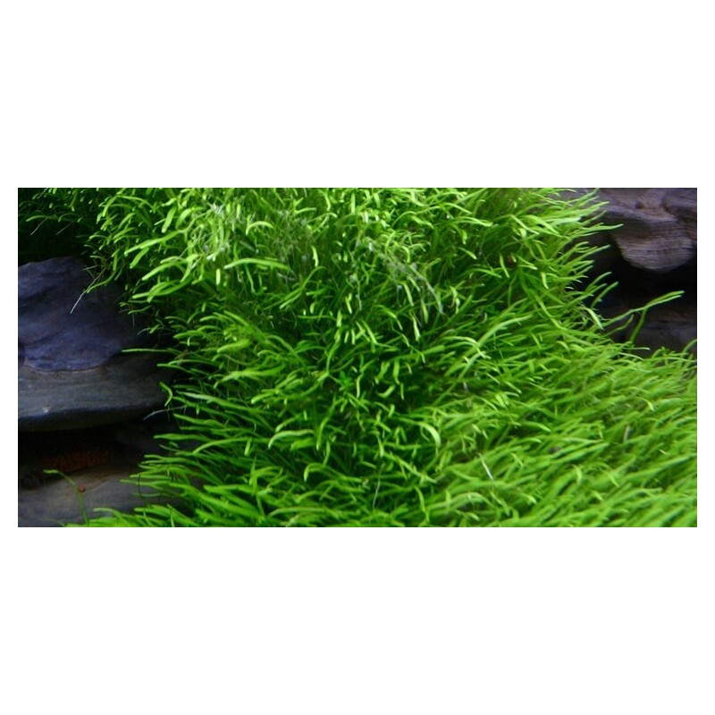 Tropica Utricularia graminifolia 1-2 Grow!