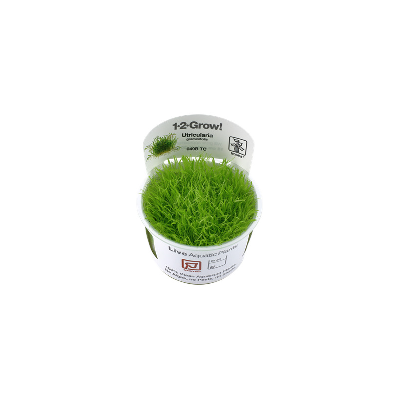 Tropica Utricularia graminifolia 1-2 Grow!