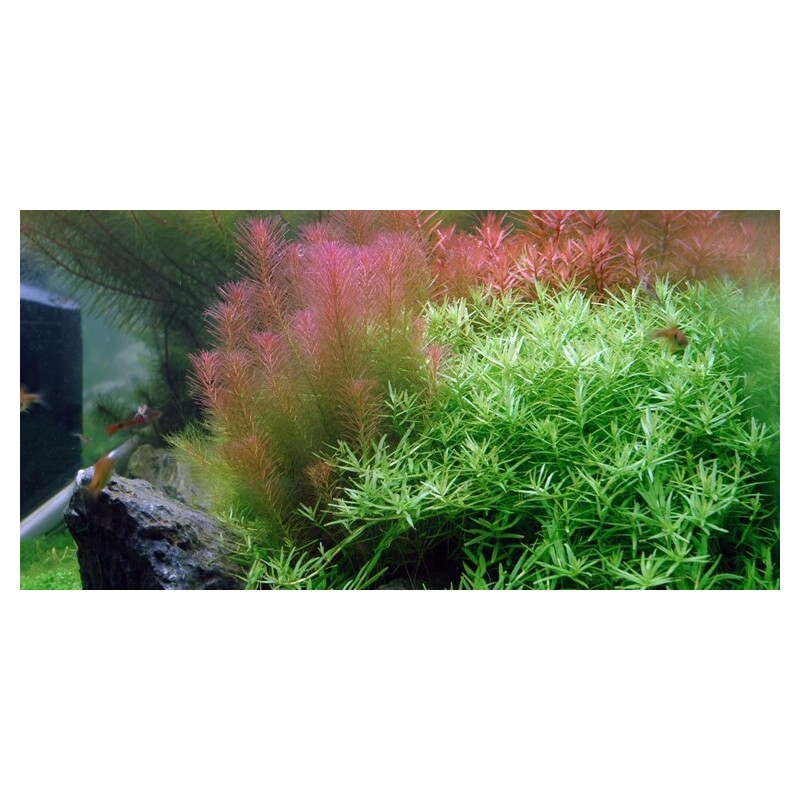 Tropica Rotala wallichii 1-2 Grow!